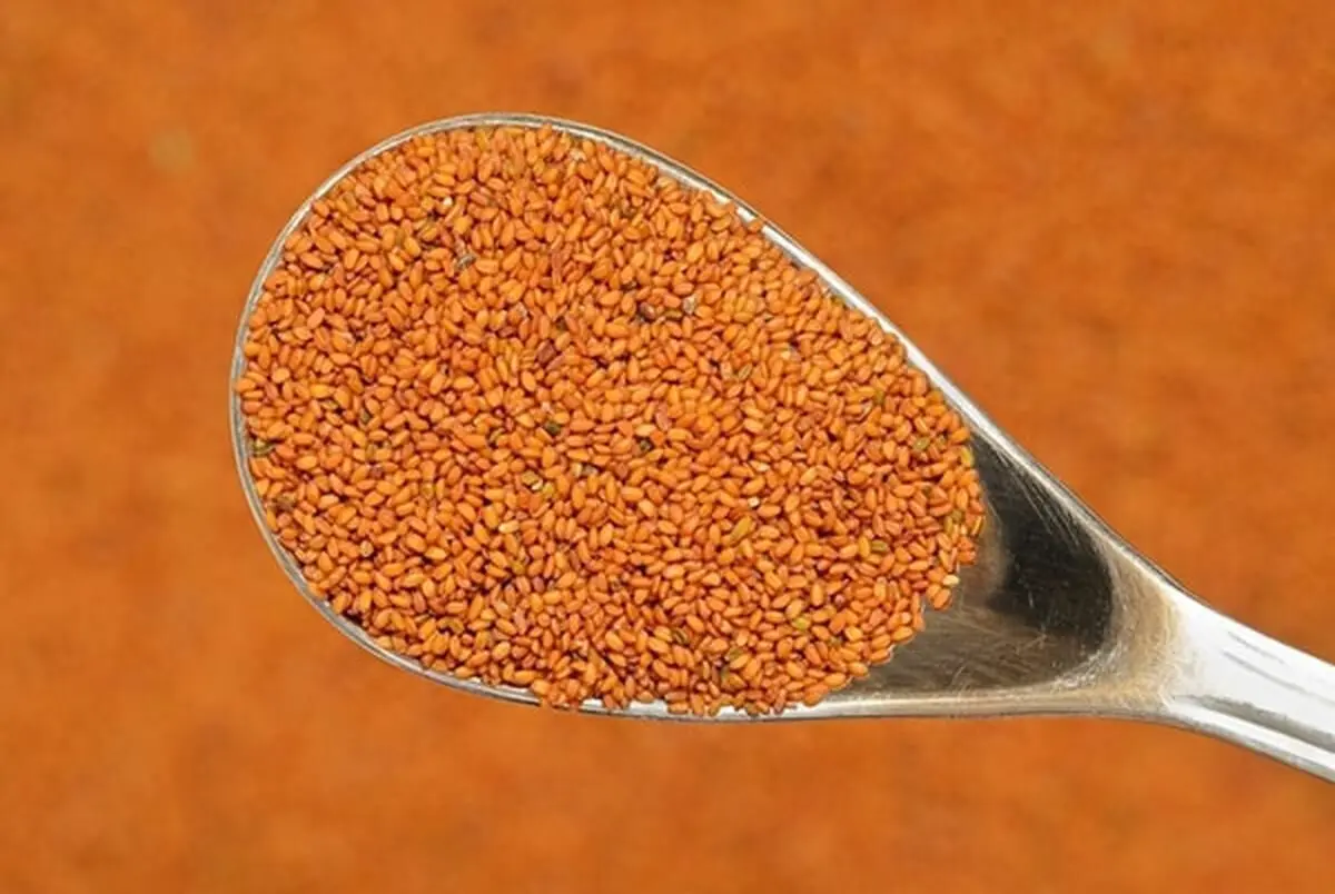 معجزه خاکشیر برای سلامتی