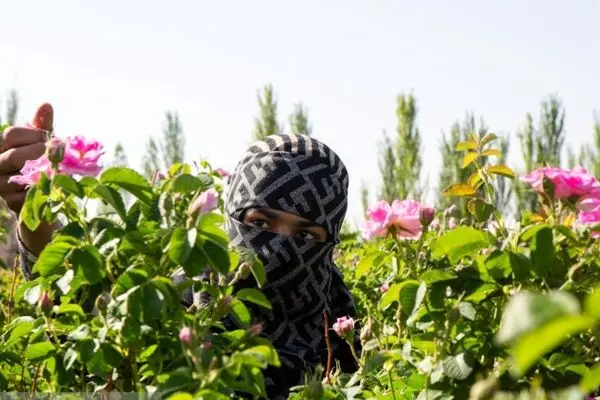 تصاویر؛ مهد گل‌محمدی خراسان