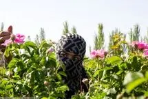 تصاویر؛ مهد گل‌محمدی خراسان