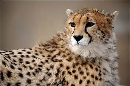 مشاهده دو یوزپلنگ در منطقه یوزکنام سمنان