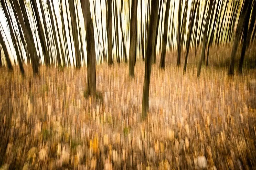 تصاویر؛ طبیعت پاییزی جنگل دالخانی و نمک آبرود