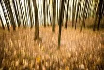 تصاویر؛ طبیعت پاییزی جنگل دالخانی و نمک آبرود