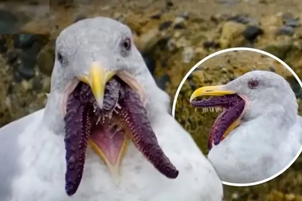 تلاش مرغان دریایی برای بلعیدن ستاره‌ دریایی