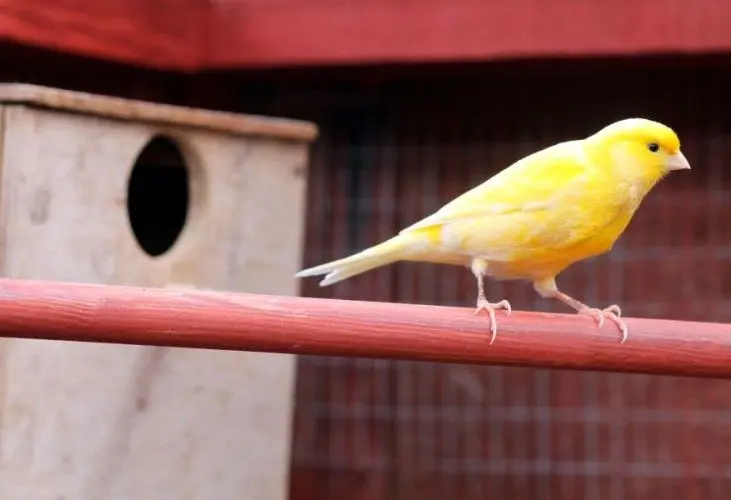 هرکدام از این ۳۰ قناری، یک میلیاردتومان قیمت خوردند