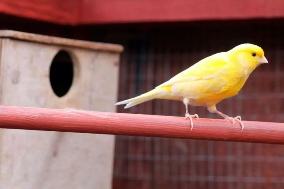 هرکدام از این ۳۰ قناری، یک میلیاردتومان قیمت خوردند