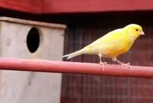 هرکدام از این ۳۰ قناری، یک میلیاردتومان قیمت خوردند