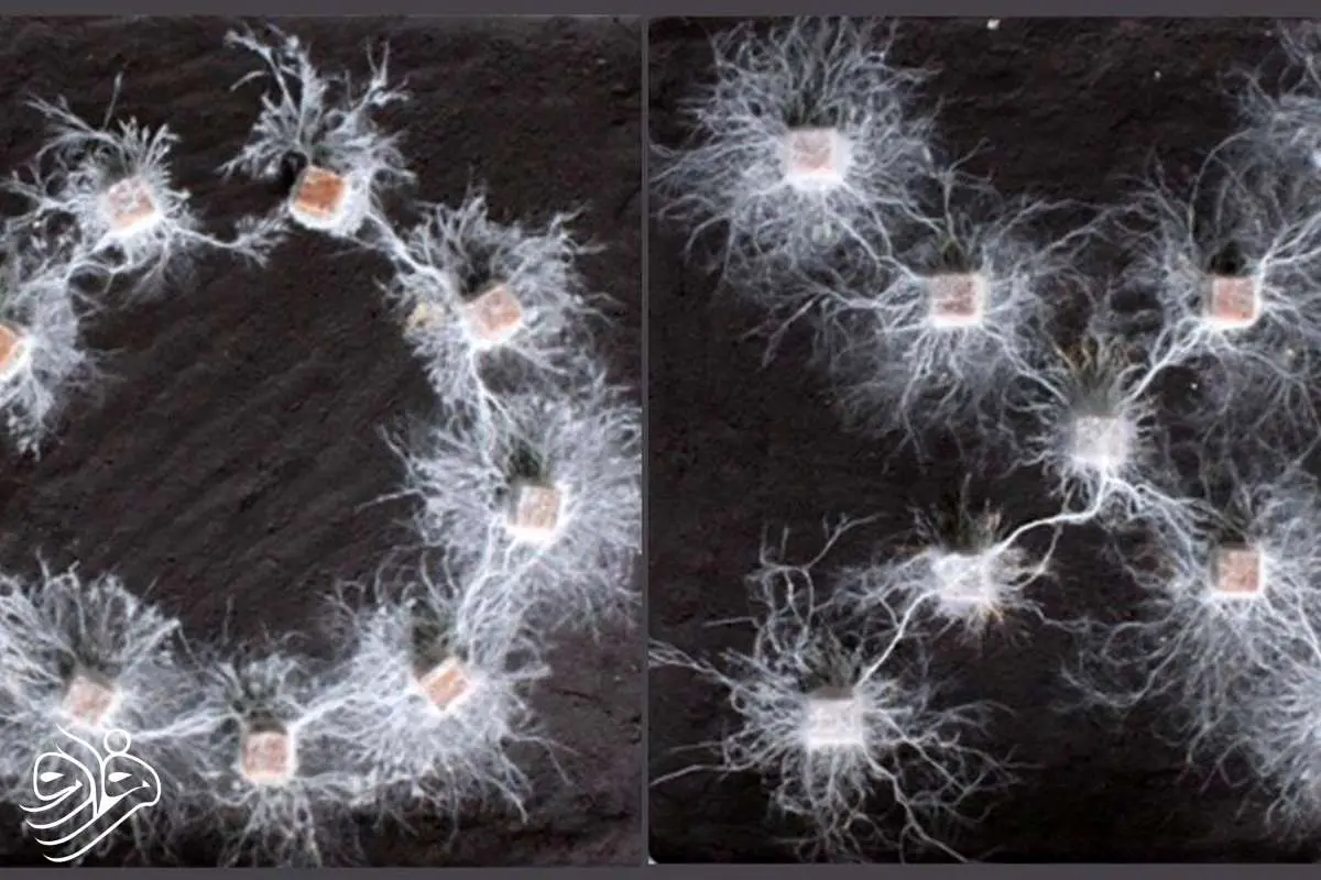 موجودات باهوشی که مغز ندارند!