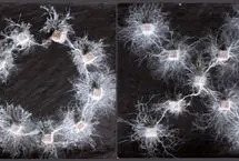 موجودات باهوشی که مغز ندارند!