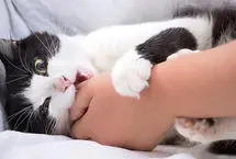 خطر ابتلا به هاری از سگ و گربه خانگی؛ ۳ علامت با نشانه مرگ!
