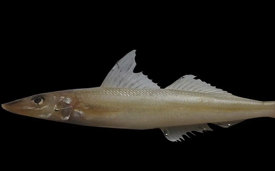 گونه بومی ماهی «سیلگو پرسیکا» خلیج‌فارس ثبت جهانی می‌شود
