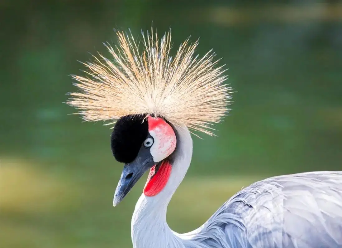 ۱۰ پرنده ملی که هویت کشورها را به پرواز درمی‌آورند