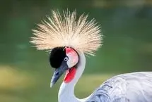 ۱۰ پرنده ملی که هویت کشورها را به پرواز درمی‌آورند