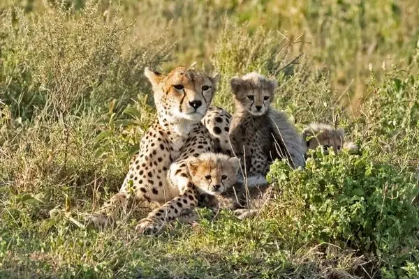 صحنه‌ای بی‌نظیر در ماسایی مارا؛ یوز مادر و شش توله‌اش بر فراز درخت