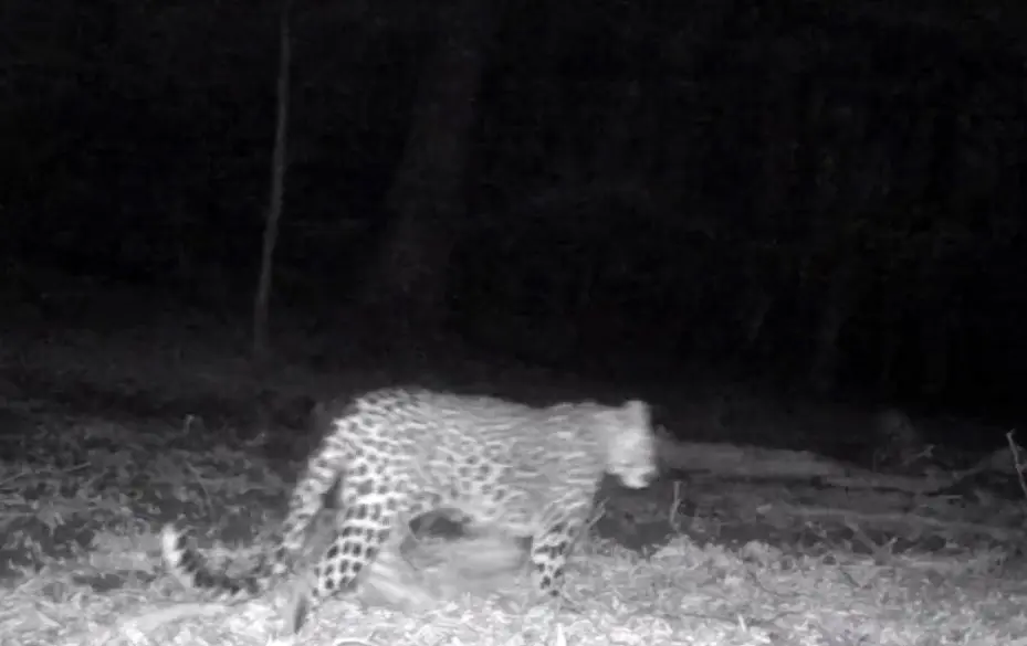 حضور همزمان چهار پلنگ ایرانی در سوادکوه مازندران