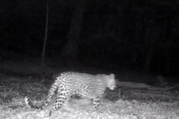 حضور همزمان چهار پلنگ ایرانی در سوادکوه مازندران