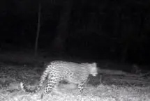 حضور همزمان چهار پلنگ ایرانی در سوادکوه مازندران