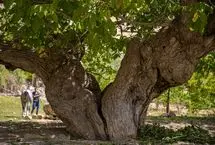 تصاویر؛ سایه‌سالاران چهارمحال و بختیاری