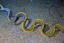 مشاهده نادر مارماهی روبانی در اعماق اقیانوس