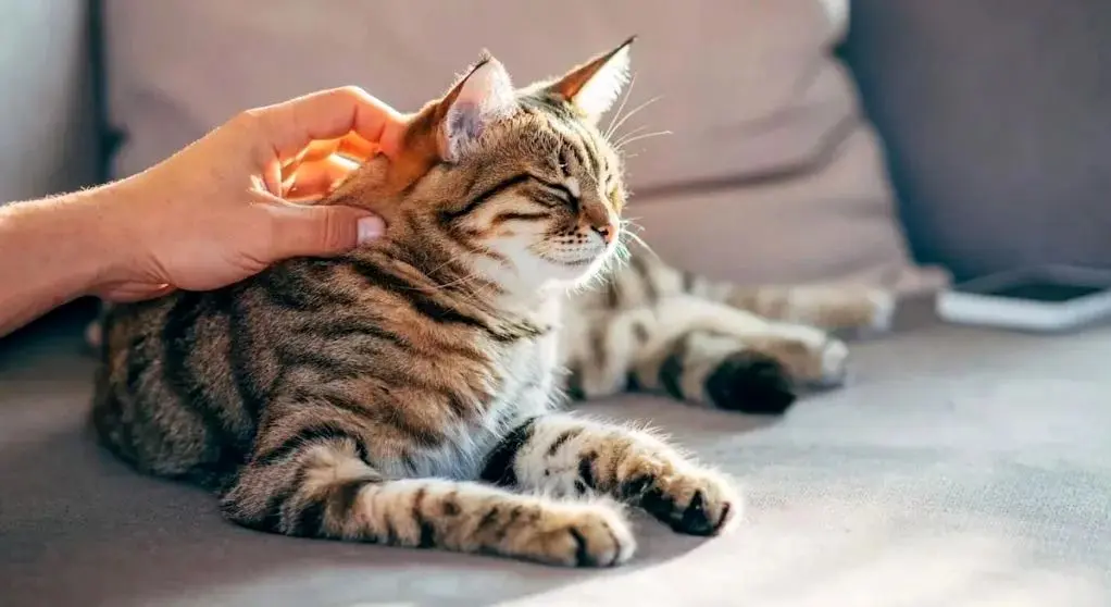 تحقیق جدید: گربه‌ها شاید کلید درمان سرطان در انسان باشند