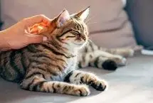 تحقیق جدید: گربه‌ها شاید کلید درمان سرطان در انسان باشند