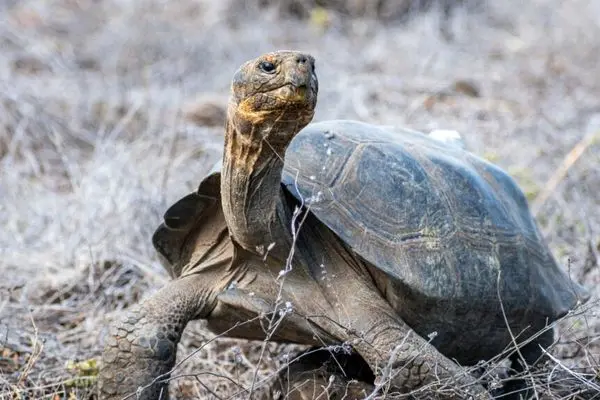 لاک‌پشت‌های منقرض شده دوباره در گالاپاگوس قدم می‌زنند