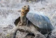 لاک‌پشت‌های منقرض شده دوباره در گالاپاگوس قدم می‌زنند