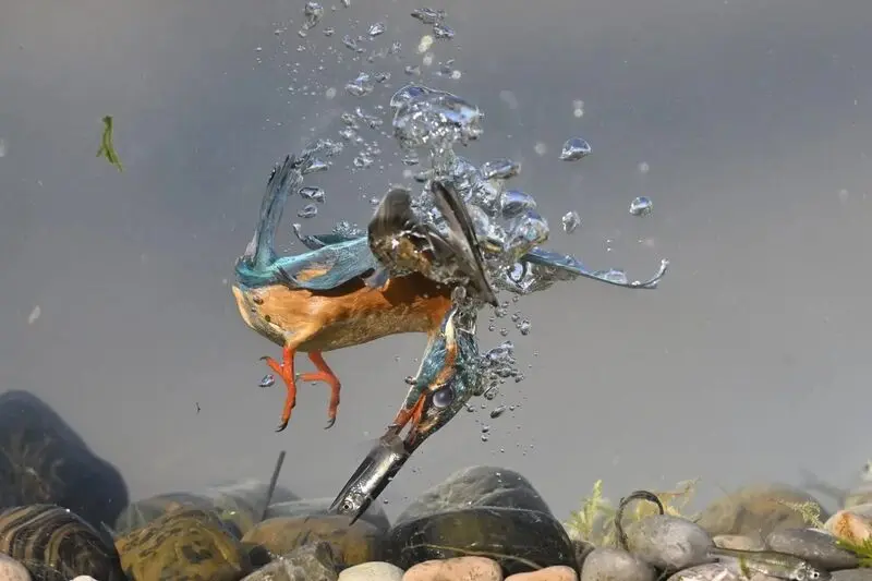 ماهی‌خورک