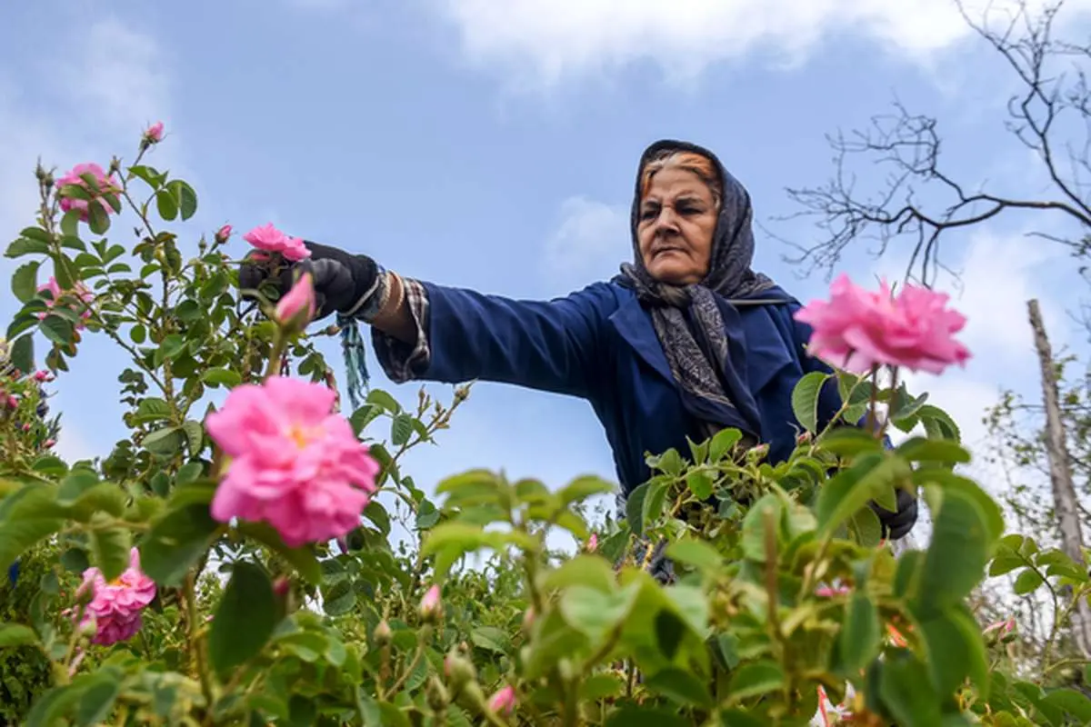 تصاویر؛ برداشت «گل محمدی» از مزارع خراسان‌شمالی