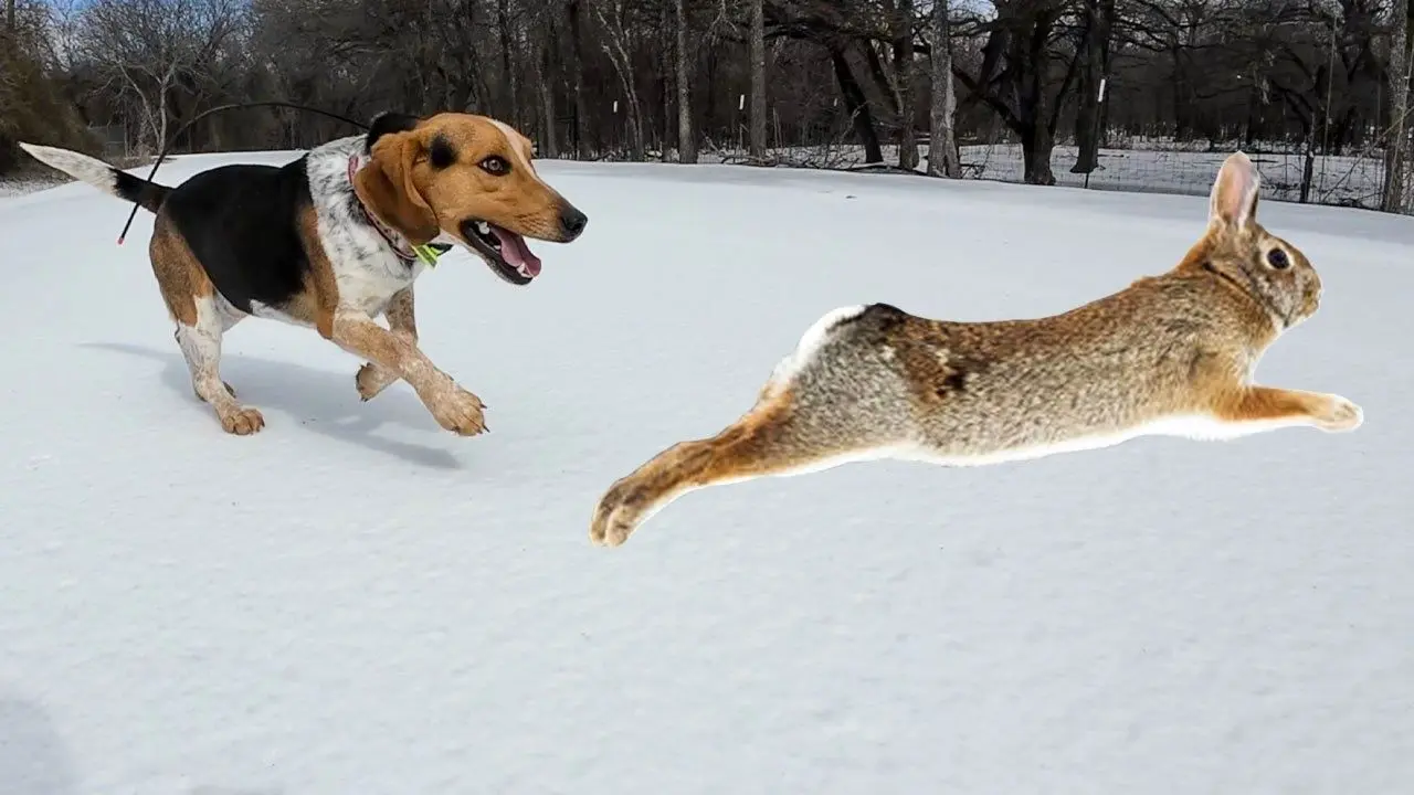 ببینید؛ سه دقیقه جدال برای بقا در قاب پهپاد؛ خرگوش پیروز شد