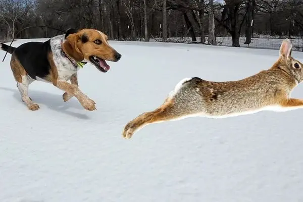 ببینید؛ سه دقیقه جدال برای بقا در قاب پهپاد؛ خرگوش پیروز شد