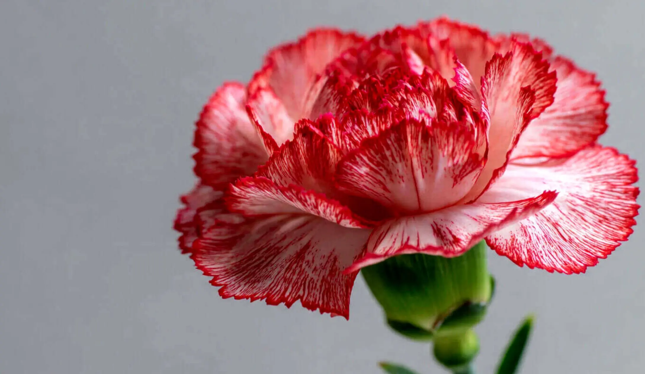 پیام های تبریک عید نوروز 1405؛ متن‌های قشنگ و عاشقانه سال نو