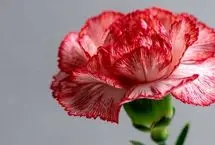 پیام های تبریک عید نوروز 1405؛ متن‌های قشنگ و عاشقانه سال نو