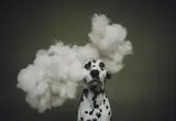 تصاویر برگزیده مسابقه عکاسی از سگ‌های خانگی؛ از زیبایی تا بازیگوشی