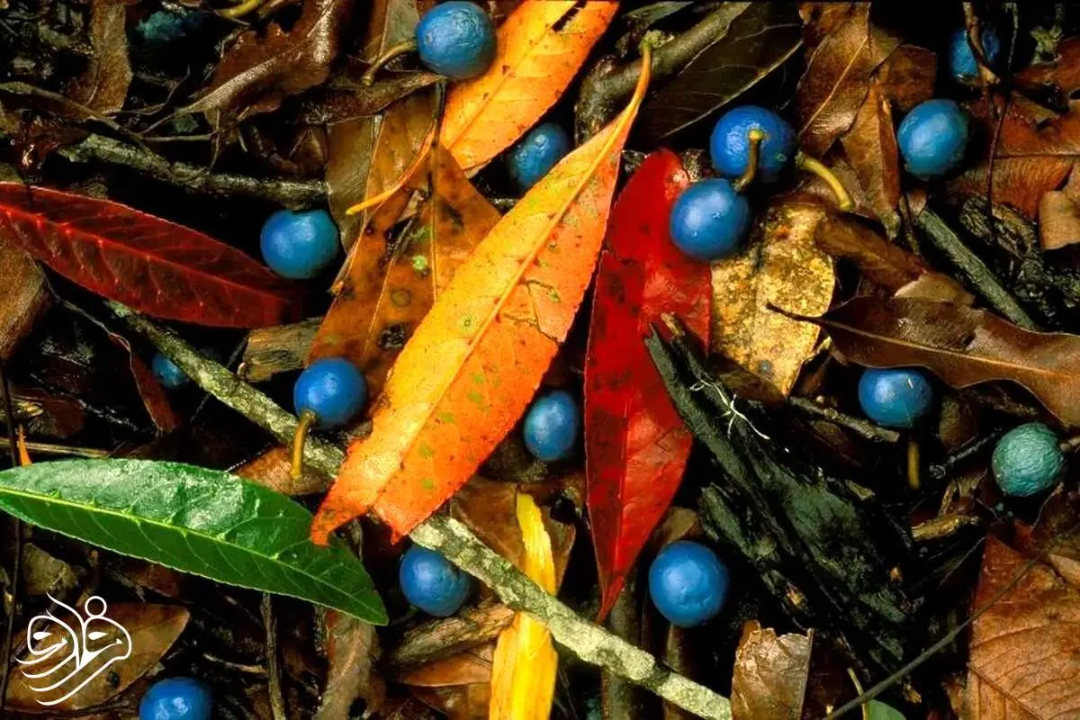 تنها میوه آبی رنگ در دنیا