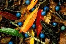 تنها میوه آبی رنگ در دنیا