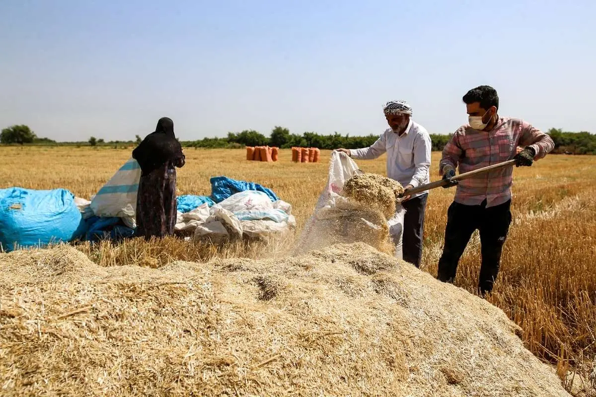 تصاویر؛ برداشت گندم در خوزستان