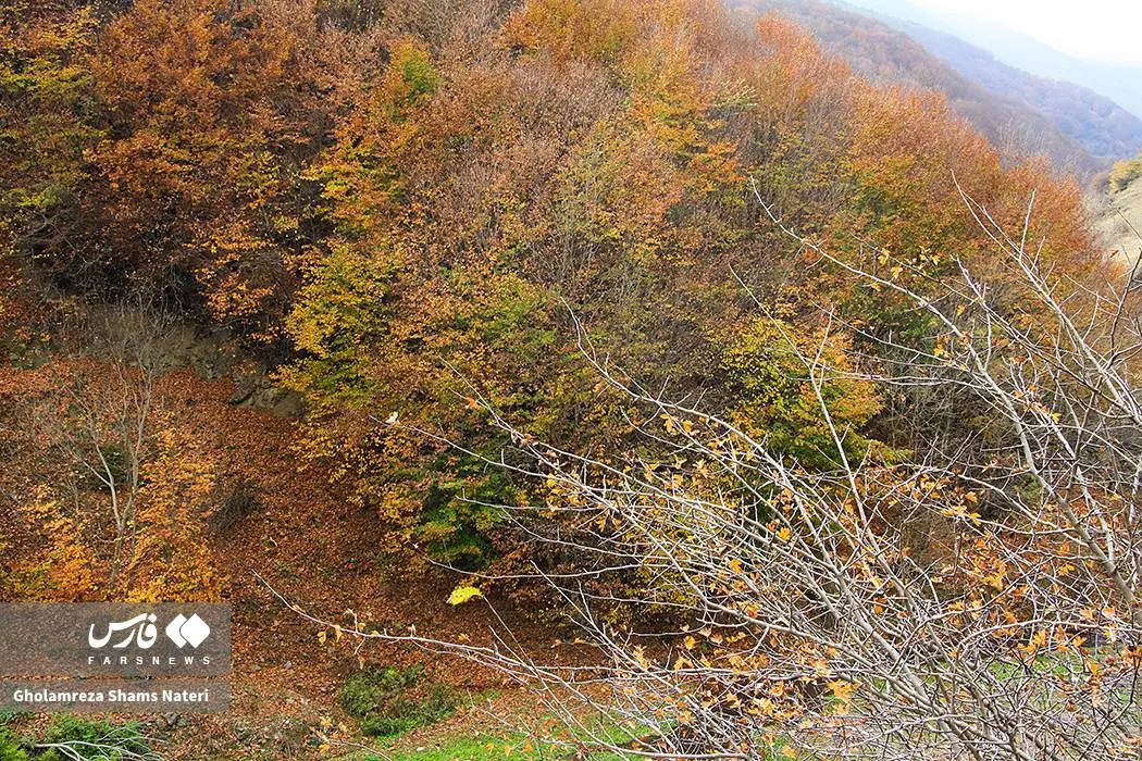 عکس صفحه گوشی پاییز