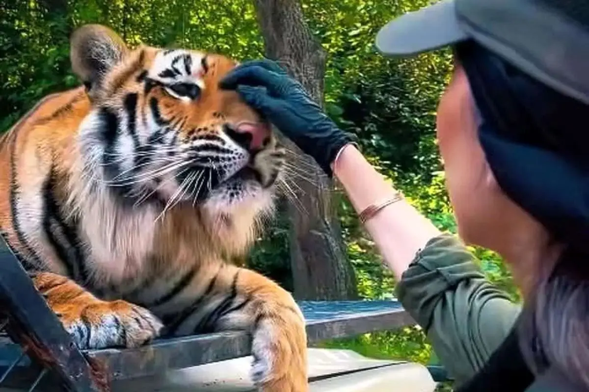 ونداد، یکی از ببرهای پارک حیات‌وحش مایا تلف شد