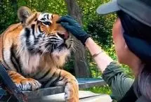 ونداد، یکی از ببرهای پارک حیات‌وحش مایا تلف شد