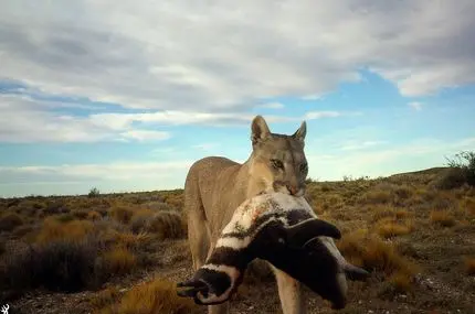 شیرهای کوهی به شکار پنگوئن‌ها روی آورده‌اند