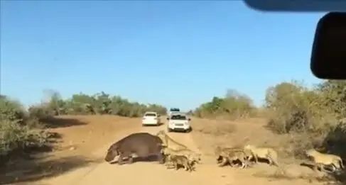اسب آبی وسط حمله شیرها خودروی لندرور گردشگران را گاز گرفت!