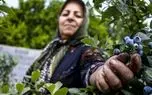 تصاویر؛ مزرعه بلوبری