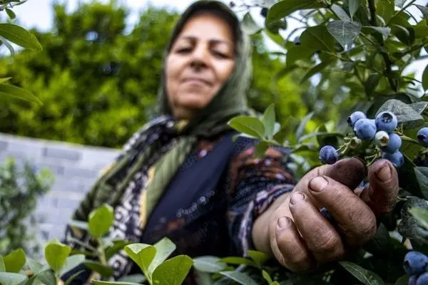 تصاویر؛ مزرعه بلوبری