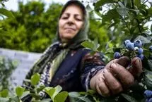 تصاویر؛ مزرعه بلوبری