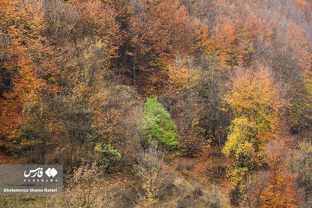 عکس صفحه گوشی پاییز