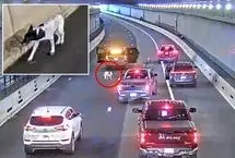 نجات یک سگ سرگردان از تونل شلوغ