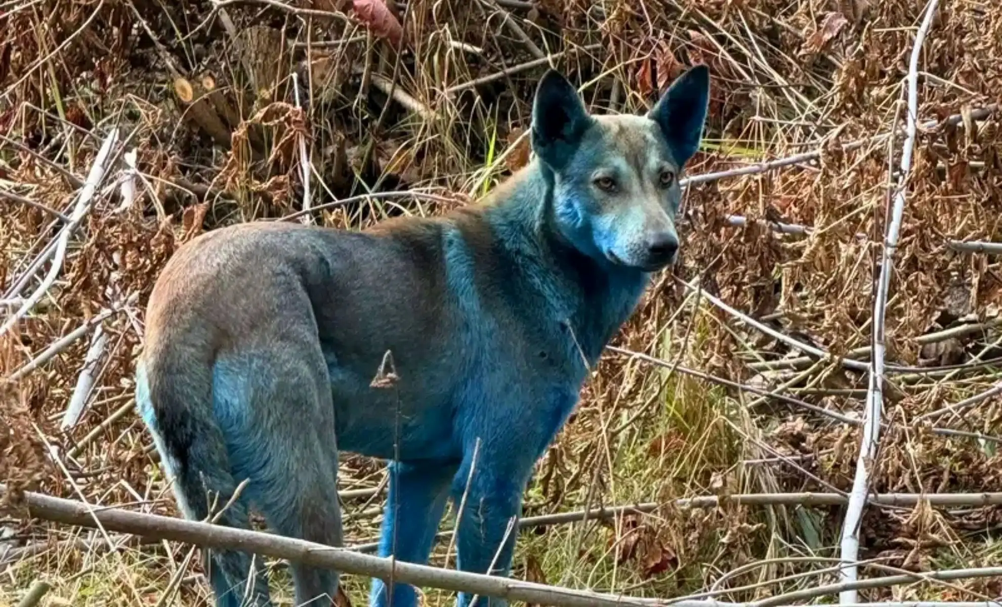 پشت پرده رنگ عجیب سگ‌های چرنوبیل چیست؟