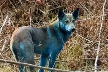 پشت پرده رنگ عجیب سگ‌های چرنوبیل چیست؟