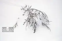 تصاویر؛ طبیعت زمستانی بجنورد