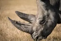 حمله ناگهانی کرگدن به خودروی گردشگران 
